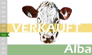 trchtige Fleckvieh Kalbin zu verkaufen, beweidet und ruhig